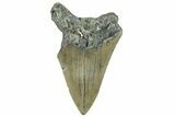 Bargain, Fossil Megalodon Tooth - Serrated Blade #295462-1